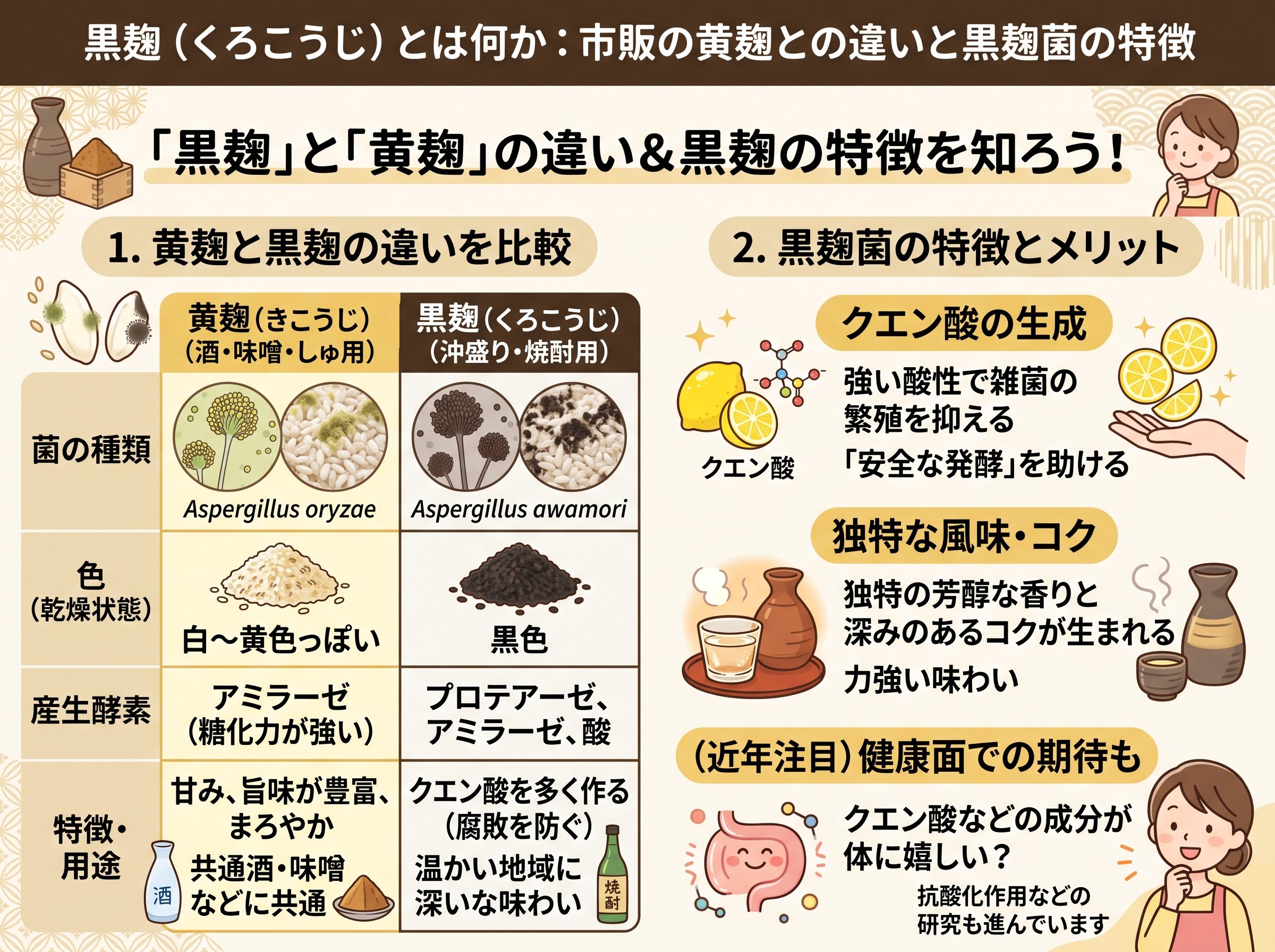 黒麹とは何か:市販の黄麹との違いと黒麹菌の特徴